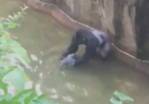 Работникам зоопарка в Цинциннати в США пришлось застрелить 17-летнего самца гориллу, после того, как к нему вольер упал 4-х летний мальчик