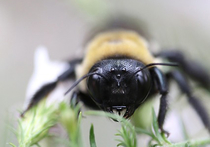 Группе ученых под руководством Грегори Саттона из Бристольского университета удалось найти новые доказательства тому, что пчелы и шмели способны ощущать электрические поля, а также разобрались, каким образом функционирует этот механизм у насекомых