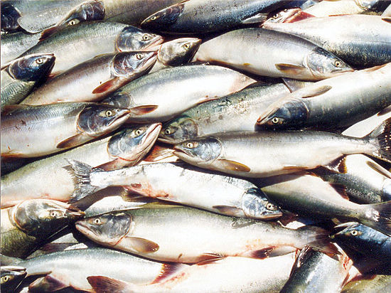 В 2016 году вылов рыбы в Крыму увеличился почти в три раза