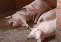 Группа учёных, представляющих Калифорнийский университет, готовятся вырастить человеческий орган в организме свиньи