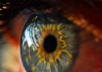В 2017 году японские специалисты планируют провести первое в мире клиническое исследование, частью которого станет пересадка ткани сетчатки глаза из индуцированных плюрипотентных стволовых клеток одного человека другому