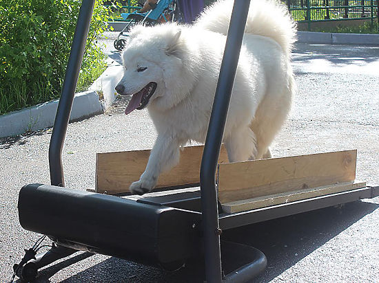 В красноярском парке  ездовым собакам помогают не потерять форму за лето