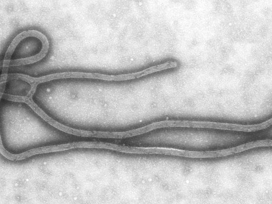 Вакцина новосибирских ученых против Эболы прошла первую фазу клинических испытаний 