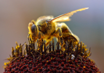 Группа ученых, представляющих Уппсальский университет, выяснила, каким образом самки капских медоносных пчел, изолированная популяция которых обитает в ЮАР, получили способ оставлять потомство без участия самцов
