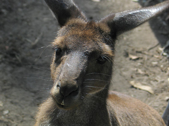 Любовники состоят в отношениях почти год
