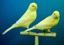 Словосочетание «птичий мозг» порой используется как ругательство — и, действительно, головной мозг у птиц не слишком велик  по сравнению с мозгом многих млекопитающих