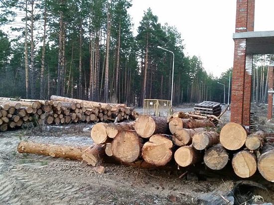 На территории Томского района в природоохранных зонах реликтовый лес уничтожают под дачи и коттеджи