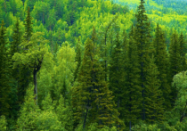 В Иркутской области в 2016 году запланировано провести авиационную обработку биологическим методом кедровых лесов на территории Черемховского лесничества на трех очагах вредоносного для деревьев сибирского коконопряда общей площадью 7,6 тыс