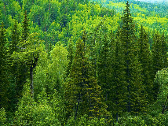 Рослесхоз выделил из резерва 10 млн руб для спасения лесов от вредителя