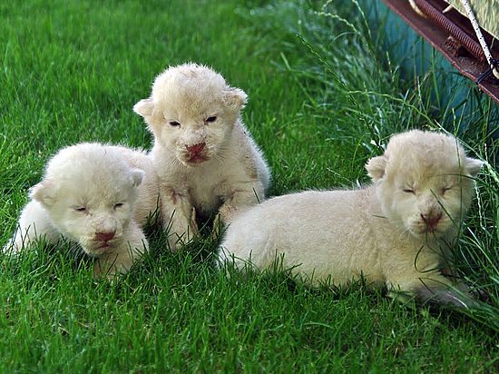 Козням вопреки: в "Тайгане" сегодня родились три белых львенка