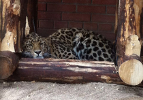Долгожданное новоселье дальневосточного леопарда по кличке Николай произошло в зоопитомнике московского зоопарка, расположенном в Волоколамском районе Подмосковья