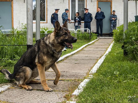 В преддверии Дня кинолога журналисты "МК" в Карелии" познакомились с бытом и трудовыми буднями самых настоящих "псов режима"