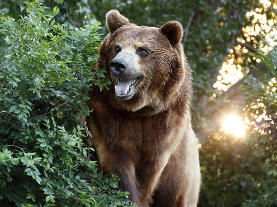 Новосибирцев попросили не делать селфи с медведем