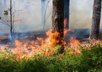 Губернатор Иркутской области Сергей Левченко с 15 июня 2016 года решил ввести на территории региона режим чрезвычайной ситуации в связи с лесными пожарами