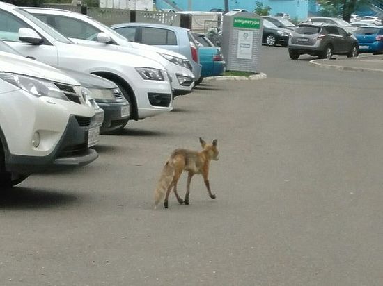 В Оренбурге появилась дикая лиса