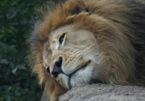 В одном из зоопарков Львовской области попытка двух нетрезвых посетителей покормить льва закончилась госпитализацией мужчин