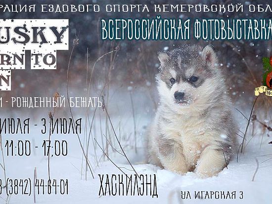 Всероссийская фотовыставка пройдёт в кемеровском «Хаскилэнде» 