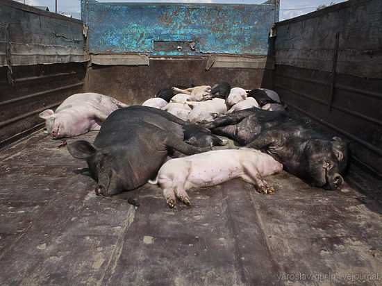 В Дивеевском районе борются с африканской чумой свиней