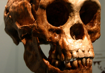 На острове Флорес, в пещере, где в прошлом ученые обнаружили останки человека флоресского, австралийские ученые из университета Воллонгонга обнаружили очаг непосредственных предков современных людей