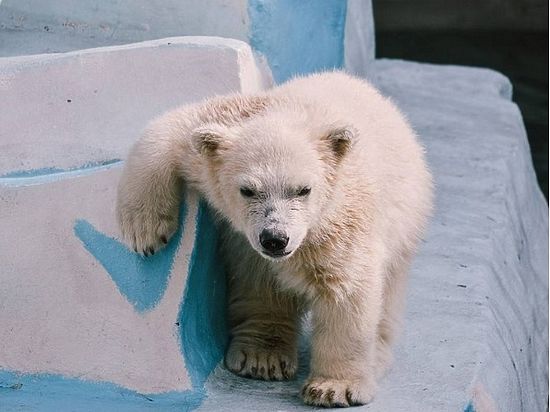 Белого медвежонка из новосибирского зоопарка назвали 