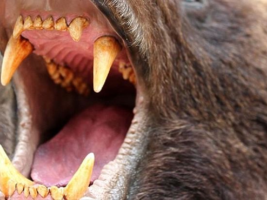 В Томской области медведь напал и тяжело ранил сотрудника зоопарка