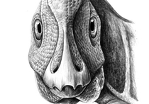 Группа ученых под руководством  Брюса Ротшильда из Северо-восточного медицинского университета Огайо в Рутстауне изучила первого в истории палеонтологии динозавра с окаменелой опухолью