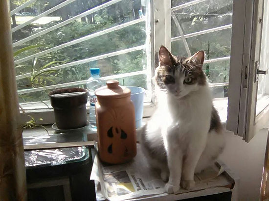 На юге столицы животное попадает в квартиру через отдельный вход