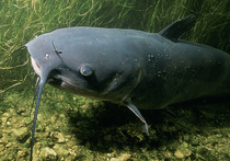 Согласно статистике, из водоемов Подмосковья рыболовы ежегодно выуживают более 5 тысяч килограммов рыбы