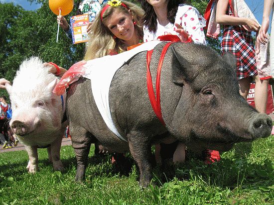 В Петербурге новая мода — на маленьких свинок, или мини-пигов, как их еще называют