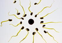 Сегодня в Интернете можно найти сотни объявлений от частных доноров спермы
