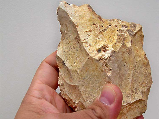 Капуцины раньше людей нашли способ разбивать орехи кешью