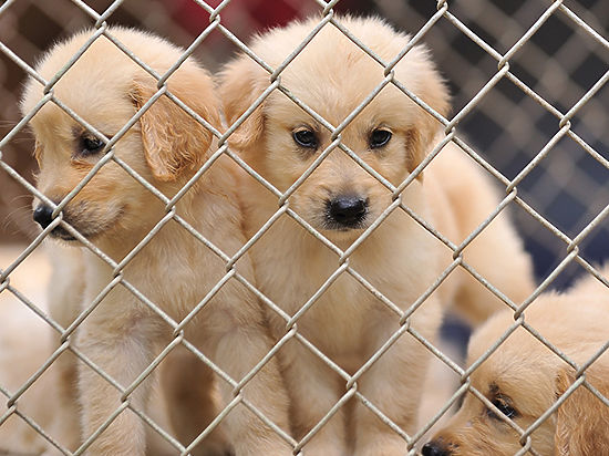 Убившего щенков охотника освободили от наказания