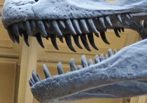 Новый вид динозавров, обладавших короткими передними лапами, однако не являющихся родственниками тираннозавров, обнаружила группа ученых под руководством Питера Маковицки из Полевого музея естественной истории в Чикаго