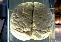 Беспрецедентно детализированную карту мозга человека представила международная группа ученых под руководством Мэттью Глессера из Вашингтонского университета