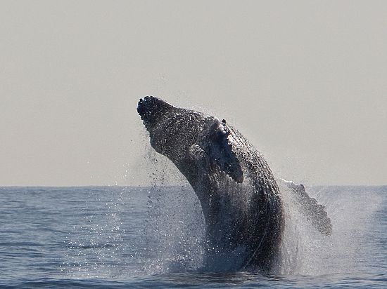 К такому выводу пришли итальянские учёные