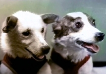 Тайну кличек знаменитых собак-космонавтов Белки и Стрелки впервые раскрыли ученые