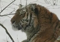 В парке дикой природы Бадалин под Пекином сибирский тигр атаковал посетителей