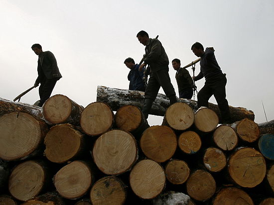 Китайские бизнесмены пытаются сорвать итоги лесного аукциона в Иркутске  через подставные фирмы