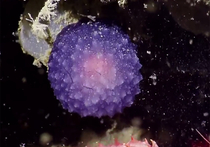 Таинственно светящуюся изнутри фиолетовую сферу диаметром несколько сантиметров обнаружили на дне Тихого океана неподалёку от побережья Южной Калифорнии специалисты, представляющие американскийФонд океанических исследований