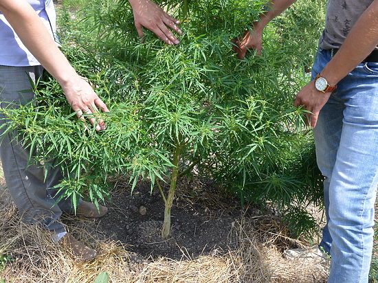 В Симферополе нашли плантацию марихуаны и ее владельцев