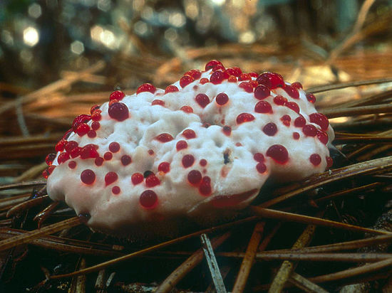 В окрестностях Костомукши грибники нашли Hydnellum peckii, он же «кровавый зуб»