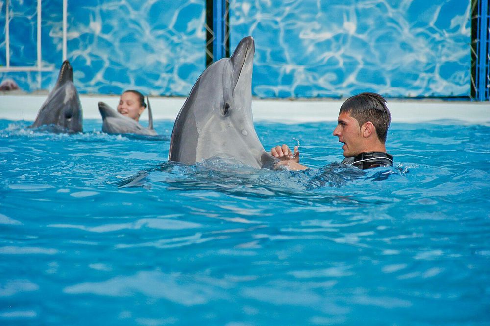 Дельфинарий новосибирск сайт. Дельфиния Новосибирск. Дельфинарий Новосибирск. Дельфинарий Акватория. Новосибирский зоопарк дельфинарий.