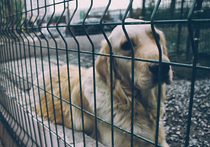 Штрафовать и даже сажать в тюрьму тех, кто подкармливает бродячих собак, предлагают общественники