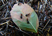 Новые наказания для тех, кто разоряет муравейники и лекарственные травы в лесах, придумали в Минприроды