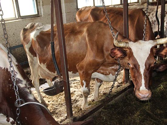 Ситуация на некогда лучшем молочном предприятии региона напоминает крах