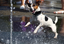 На два миллиона домашних псов в столице приходится лишь несколько десятков площадок для выгула