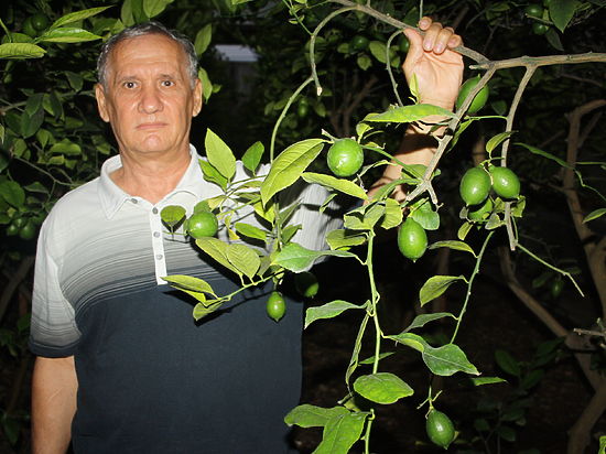 Крымские энтузиасты своими садоводческими достижениями доказывают возможность распространения на полуострове цитрусовых растений