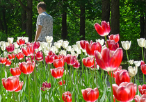 Рекордное количество тюльпанов — около 120 тысяч штук — будет высажено в Кремле и у самого его подножья, в Александровском саду