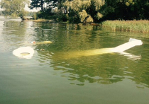 Проверку по факту падения легкомоторного самолета в Истринское водохранилище проведут подмосковные полицейские