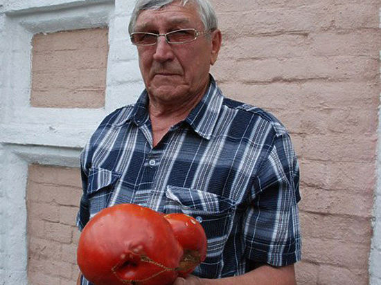Где растут полуметровые огурцы и килограммовые помидоры